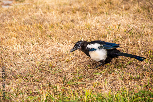 Canvastavla Pica pica pertenece a la familia de Corvidae.