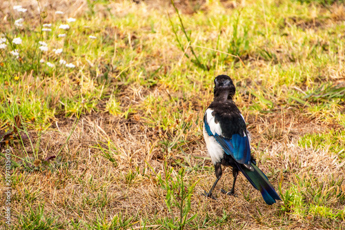 Fotografie Pica pica pertenece a la familia de Corvidae.