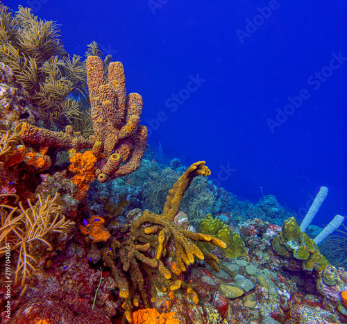 Caribbean coral garden, underwater Bonaire