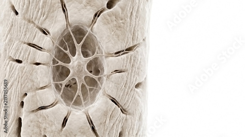 Histology of human bone tissue highlighting a central lacuna cell with compact bone osseous tissue haversian canal cellular str