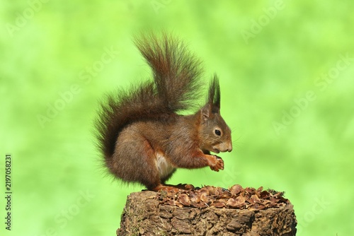 Eurasian red squirrel (Sciurus vulgaris) sitting on a tree stump with the remains of a spruce cone, North Rhine-Westphalia, Germany