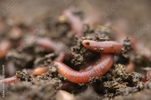 Annelida, clitellata, earthworm, shingles, lumbricidae, oligochaeta, annelids, few bristles, earthworm
