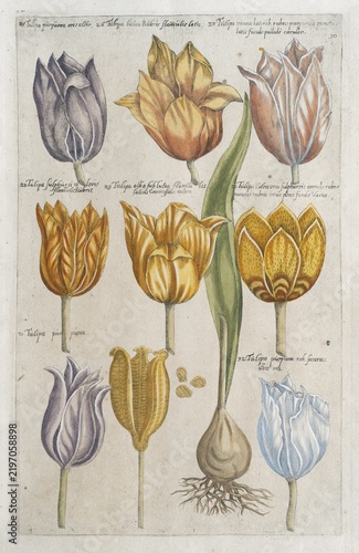 Tulips (Tulipa), hand-coloured copperplate engraving by Emanuel Sweerts, from Florilegium Amplissimum et selectissimum, Amsterdam, Netherlands, 1614