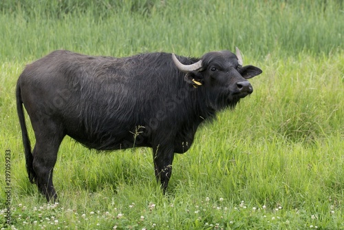 Artiodactyla, Bubalus Arnee, Even-Toed Ungulate, Frießnitzer See, Germany, Greiz, Pairhoofes, Thuringia, Water Buffalo, Grazing, Domesticated Animals, Extensive Grazing, Grazing, Pets, Mammals, Vogtland