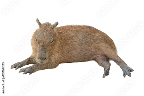 Fotografie Capybara sleeping on ground with closed eyes