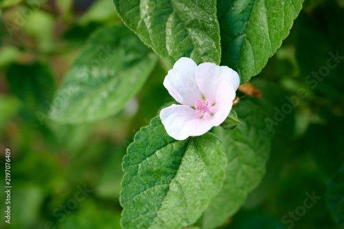 Close-up of Althaea officinalis (marshmallow plant) flower on blurred green background.