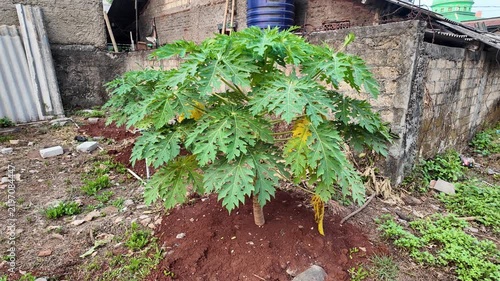 papaya tree in the village