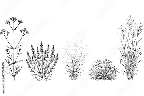 Decorative Grass Plants Elevation View Vector Set for Landscape Drawings