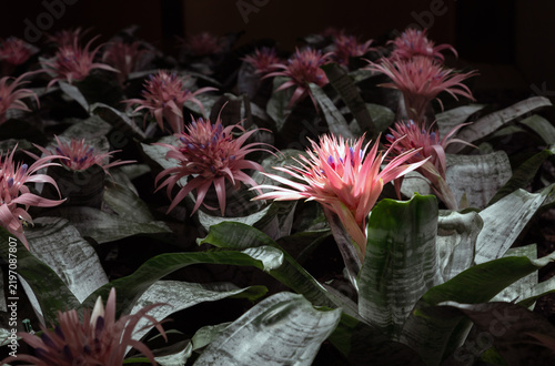 luminous pink Aechmea fasciata bloom rising gracefully above a sea of silvery, frosted-green foliage fading into a moody, low-light background.