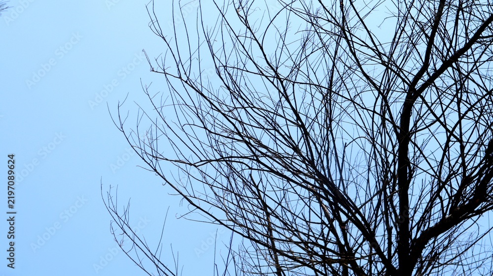 Fototapeta premium Intricate silhouette of bare tree branches and twigs against a pale blue sky.
