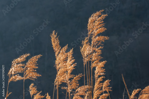 The delicate, feathery seed heads of reeds illuminated by warm, golden sunlight against a deep, moody blue background
