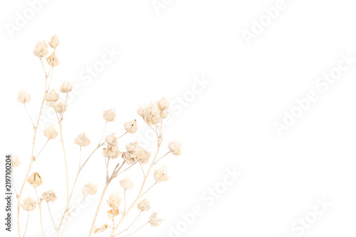 Fotografie Minimalist premium eco botanical photo of branchy dried seed pods stems on isola