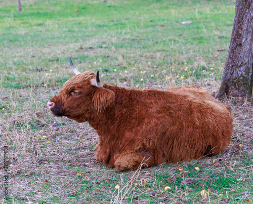 Young Highland Heifer Resting in an Orchard Pasture