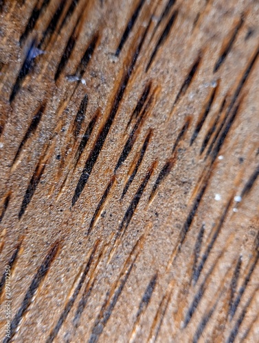 Foto Close-up view of coconut wood surface featuring distinctive golden-brown grain w