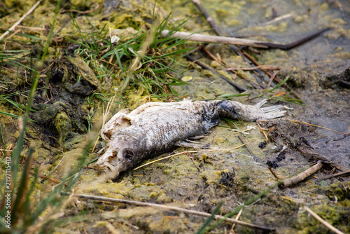 фотографія Dead fish on polluted wetland shore showing environmental degradation
