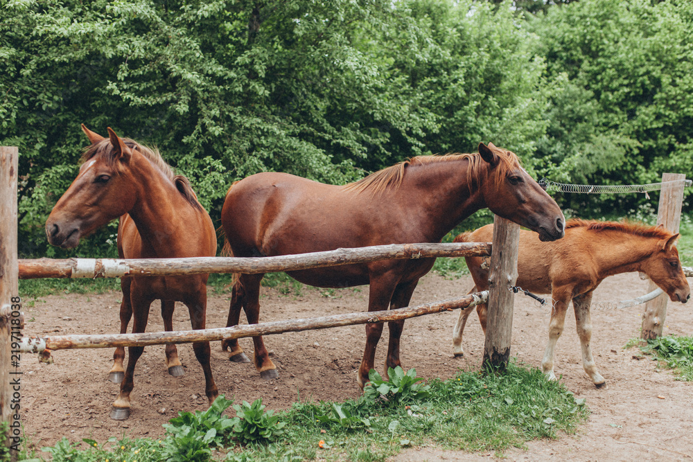 Fototapeta premium Three Polesie horses (two adults and foal) standing in wooden paddock. Family, nature, horse breeding, rural life, animal husbandry, agriculture.