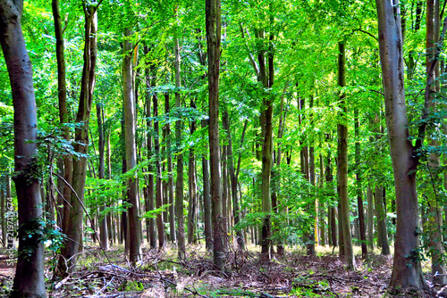 Blackwood Forest Winchester Hampshire