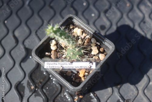 Opuntia fragilis Fraser Valley BC Canada kwiat żółty opuncja kaktus