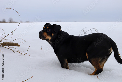 Foto A large black and tan rottweiler dog stands in deep snow in the middle of a snowy field