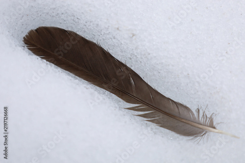 Fotografie A dark bird feather lies on white icy snow