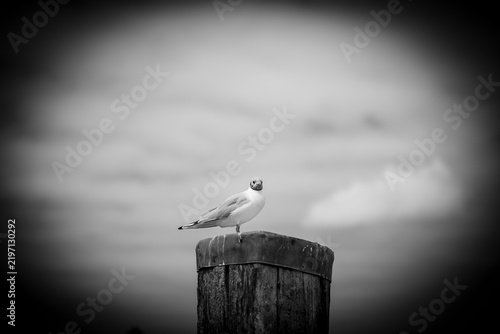 Obraz na plátně Black-headed gull perching on wooden post looking