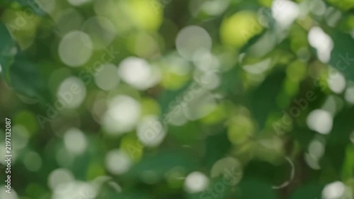 Soft focus bokeh effect on green leaves and dappled sunlight filtering through trees in a natural outdoor setting.
