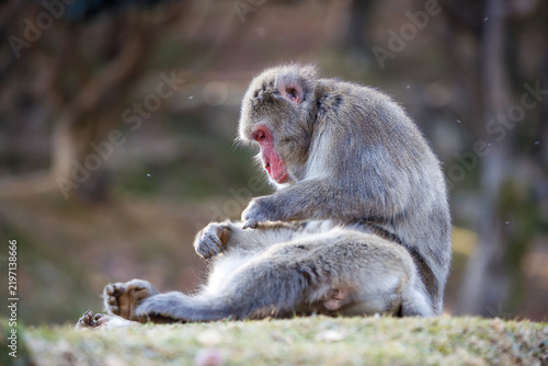 Photography Japanese Macaque Grooming in Winter at Arashiyama Monkey Park, Kyoto