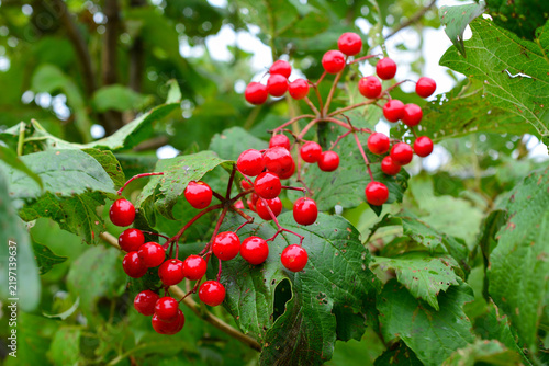 Obraz na plátně Red viburnum Berries on Shrub in Nature with waterdrops, close up