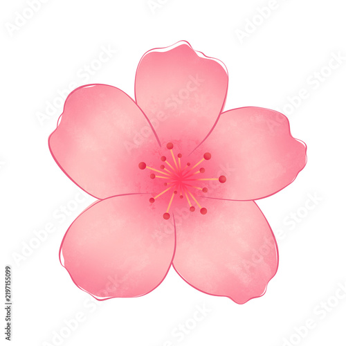 Pink Cherry Blossom