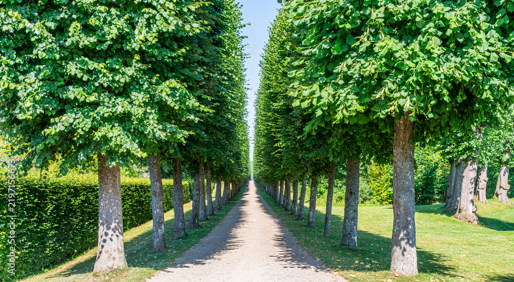 Obraz premium Symmetrical linden tree avenue in Fredensborg Palace Garden, historic formal park with a gravel path in summer.
