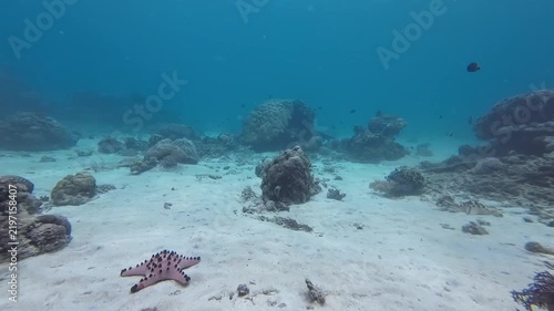 A starfish is on a sandy seabed among scattered corals. Calm blue water and soft light create a peaceful underwater scene. Underwater background.