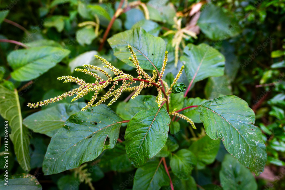 Obraz premium Close‑up of wild amaranth (Amaranthus viridis) with green leafy foliage and clusters of tiny yellow‑green flower buds in lush woodland setting.