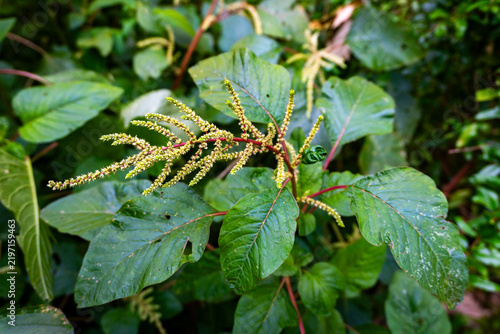 Close‑up of wild amaranth (Amaranthus viridis) with green leafy foliage and clusters of tiny yellow‑green flower buds in lush woodland setting.