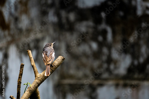 Close‑up of small crested songbird (Lophophanes cristatus) perched on bare tree branch