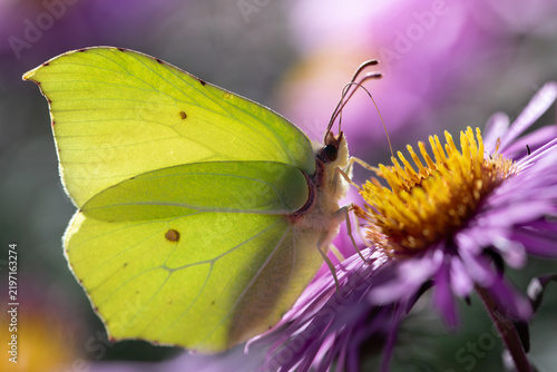 Konstfotografi A close-up of a lemon butterfly searching for pollen and nectar on asters