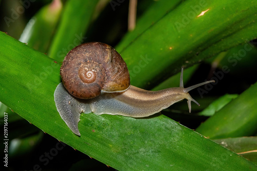 Obraz na plátně Common Cannibal Snail (Natalina cafra) crawling on a broad green leaf in dense v