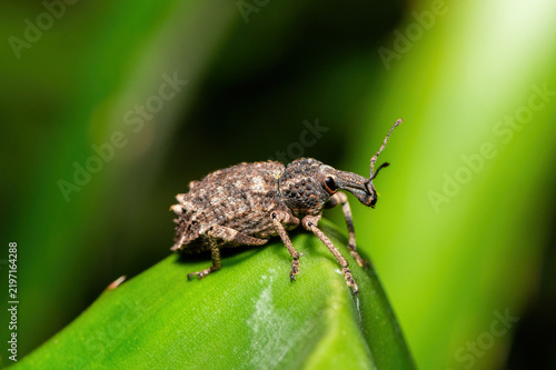 Fotografía A cute Donkeyface Weevil (Bronchus sp) in dense forest vegetation in KwaZulu-Nat