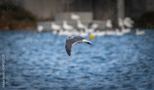 Canvastavla Gaviota común