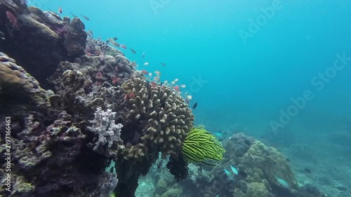A vibrant coral reef teeming with small fish in clear blue water. Diverse coral formations and a bright green crinoid create a lively underwater scene.