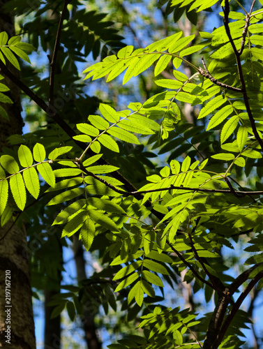 leaves are bright green and translucent in the sunlight