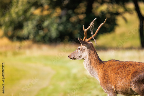 Bild auf Leinwand Majestic deer stands alert in golden sunlight