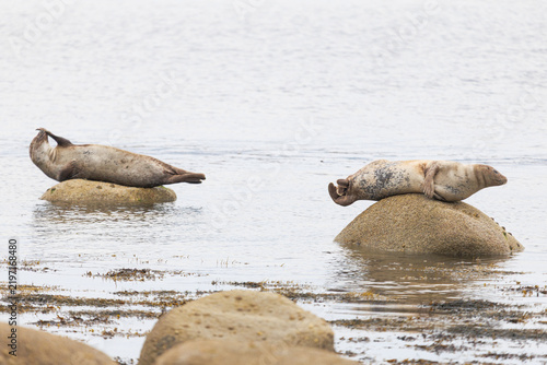 Photography Two seals rest on submerged rocks near calm water