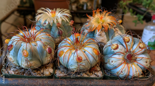 Blooming blue cactus succulent, round cactus flower, orange spine cactus, desert plant beauty