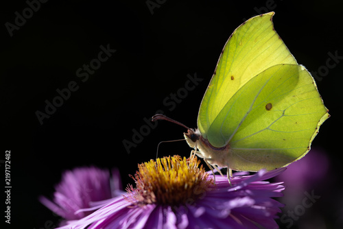 Konstfotografi A close-up of a lemon butterfly searching for pollen and nectar on asters