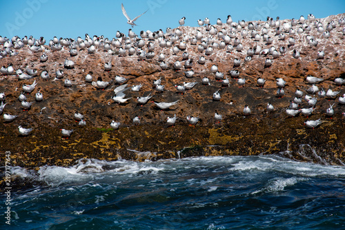Cuadro en lienzo Sandwich Tern flock, Ria de Puerto Deseado, Santa Cruz Province, Patagonia Argentina