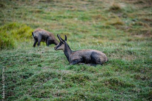 Fotografie Chamois