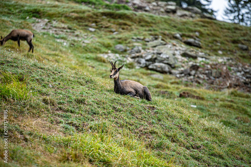 Fotografie Chamois