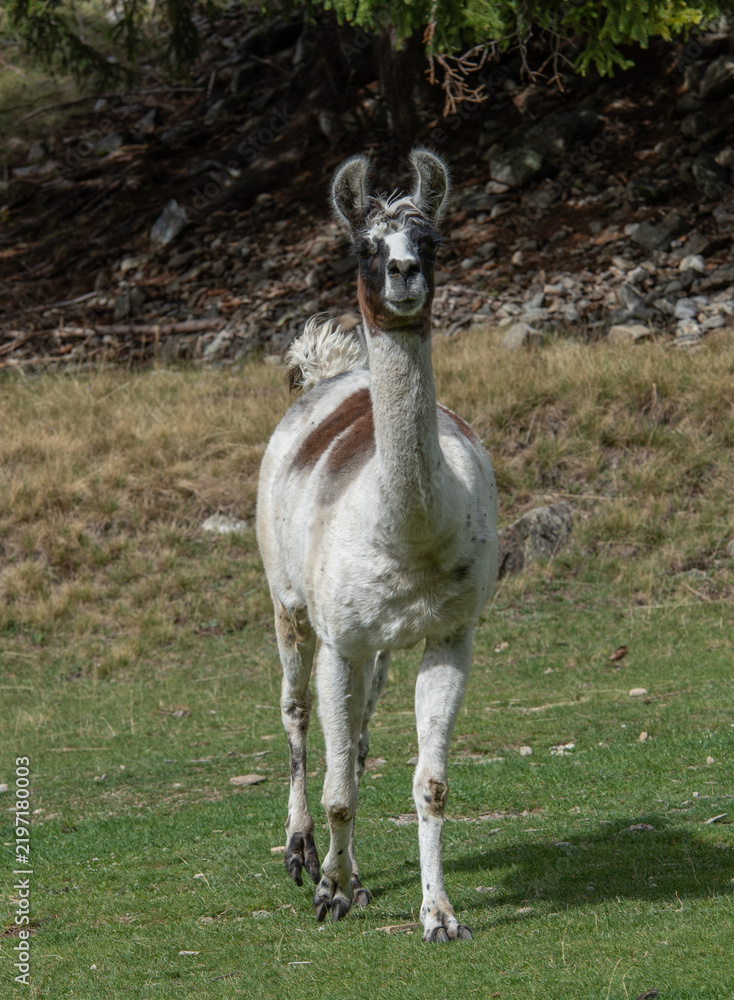 Fototapeta premium Lama
