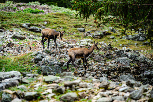 Fotografie Chamois