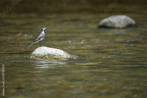 Fotografie White wagtail (Motacilla alba) perched on rock in shallow stream